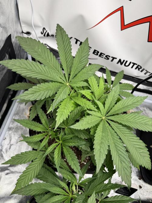 Purple punch SuperStrain/Hy-Pro 🌱. Week 4