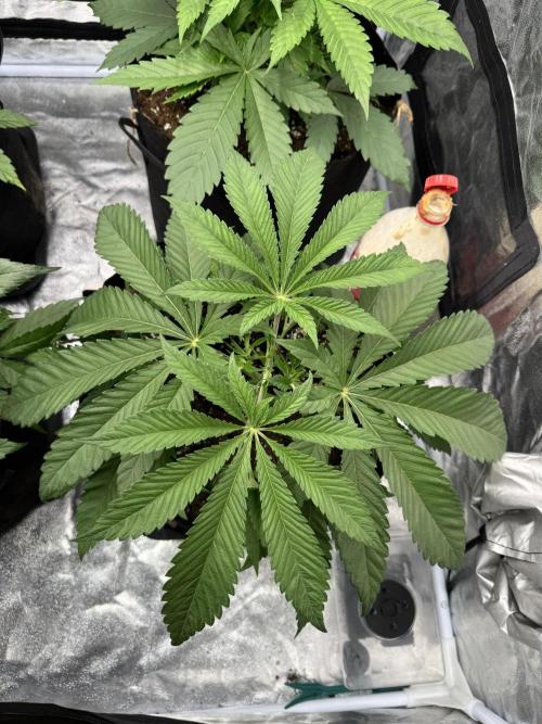 Purple punch SuperStrain/Hy-Pro 🌱. Week 4