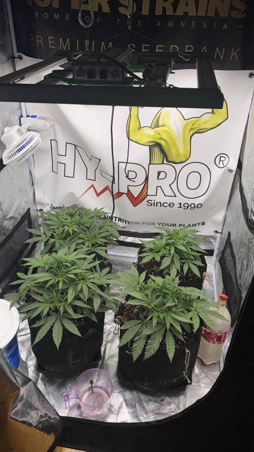 Purple punch SuperStrain/Hy-Pro 🌱. Week 5