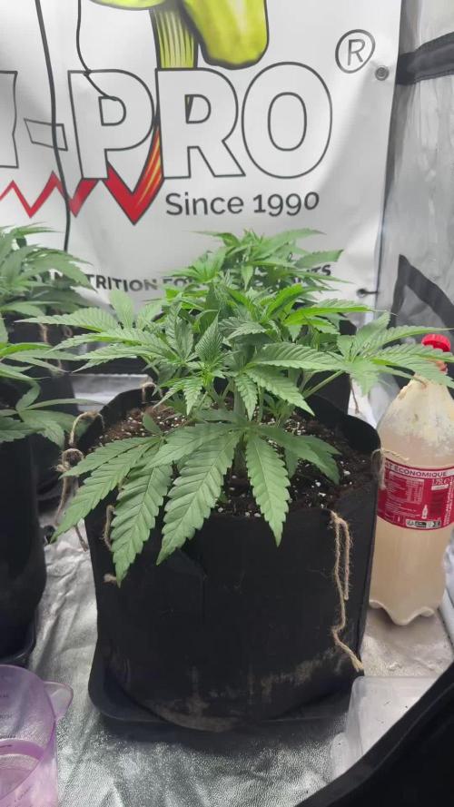 Purple punch SuperStrain/Hy-Pro 🌱