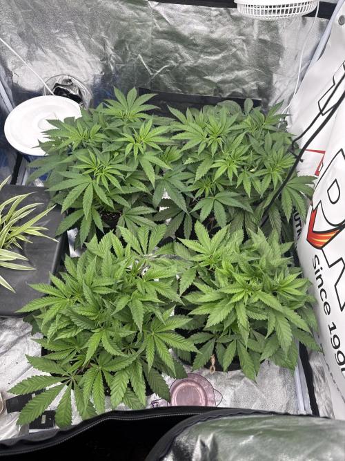 Purple punch SuperStrain/Hy-Pro 🌱. Week 5