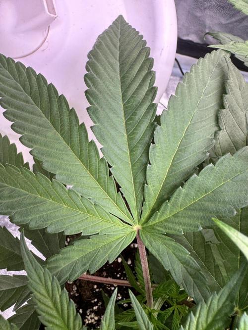 Purple punch SuperStrain/Hy-Pro 🌱. Week 5