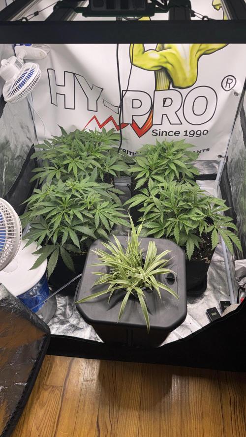 Purple punch SuperStrain/Hy-Pro 🌱. Week 5