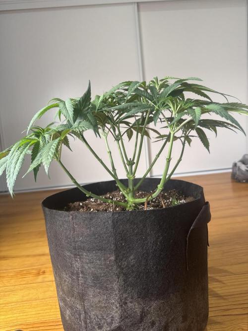 Purple punch SuperStrain/Hy-Pro 🌱. Week 6