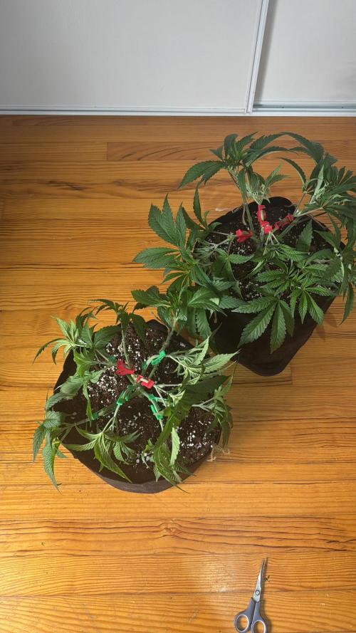 Purple punch SuperStrain/Hy-Pro 🌱. Week 6