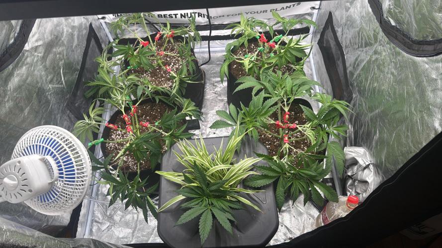 Purple punch SuperStrain/Hy-Pro 🌱. Week 6