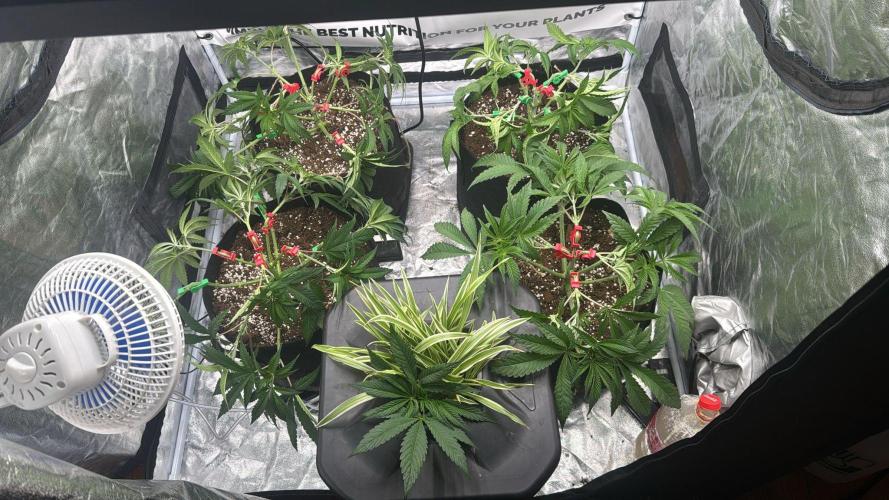 Purple punch SuperStrain/Hy-Pro 🌱. Week 6