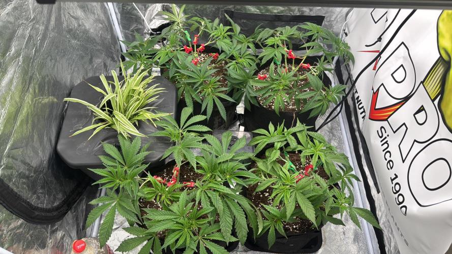 Purple punch SuperStrain/Hy-Pro 🌱. Week 6