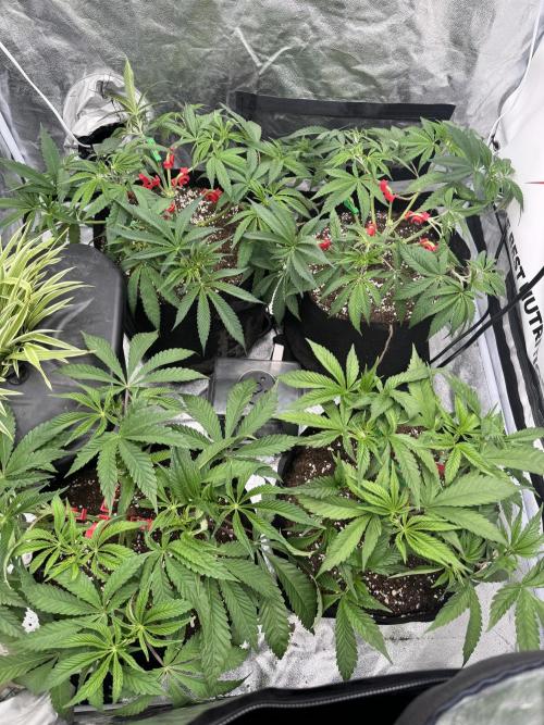 Purple punch SuperStrain/Hy-Pro 🌱. Week 6