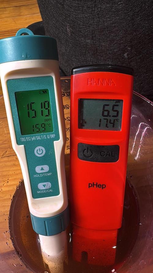 Purple punch SuperStrain/Hy-Pro 🌱. Week 6