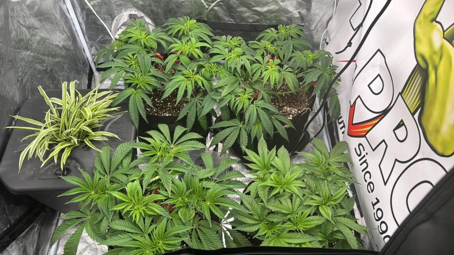 Purple punch SuperStrain/Hy-Pro 🌱. Week 6