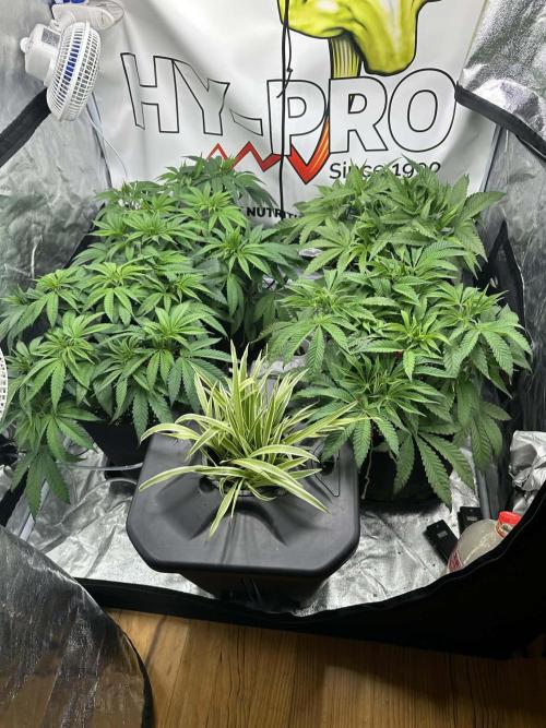 Purple punch SuperStrain/Hy-Pro 🌱. Week 6