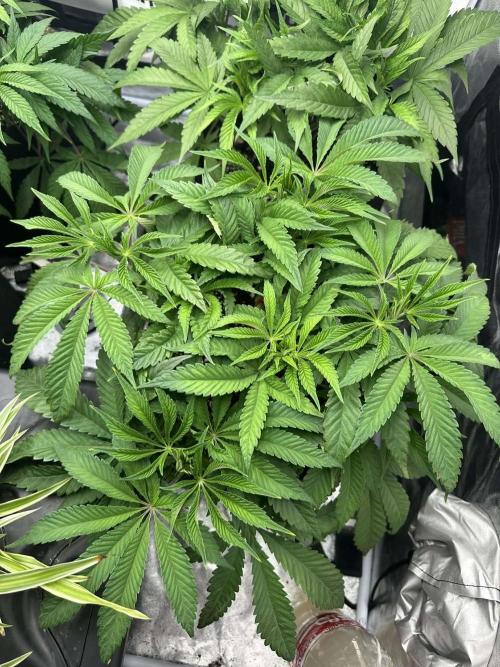 Purple punch SuperStrain/Hy-Pro 🌱. Week 6