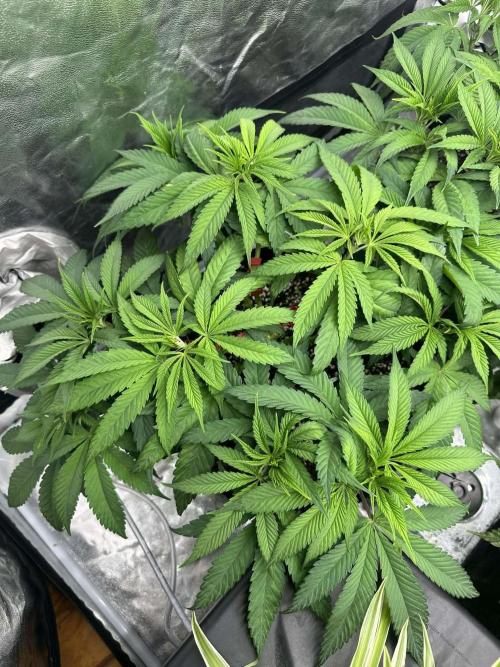 Purple punch SuperStrain/Hy-Pro 🌱. Week 6