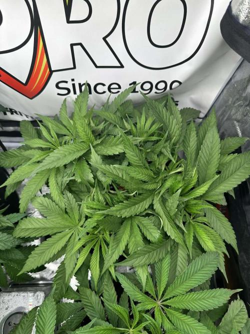 Purple punch SuperStrain/Hy-Pro 🌱. Week 6