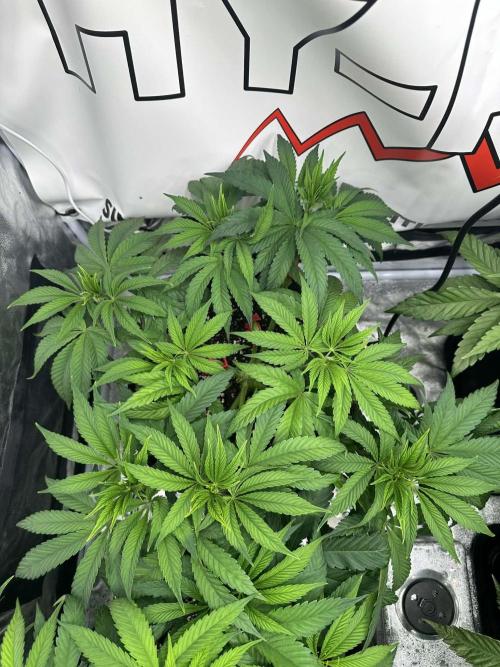 Purple punch SuperStrain/Hy-Pro 🌱. Week 6
