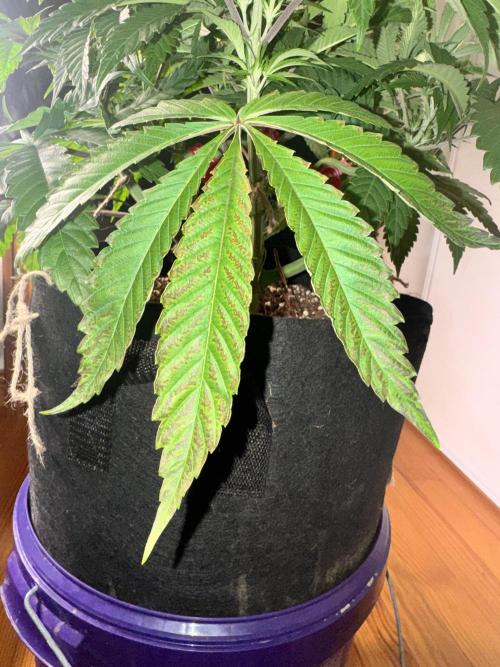 Purple punch SuperStrain/Hy-Pro 🌱. Week 7