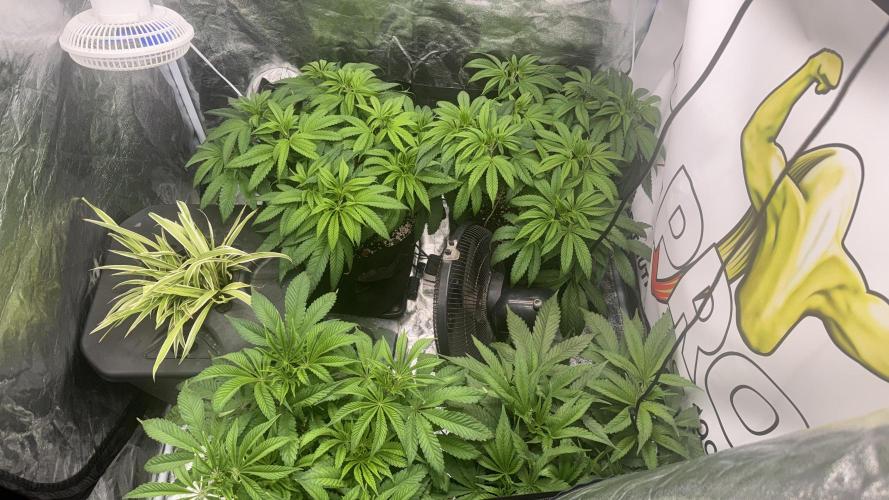 Purple punch SuperStrain/Hy-Pro 🌱. Week 7