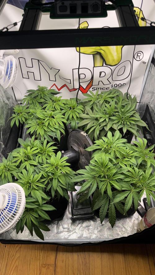 Purple punch SuperStrain/Hy-Pro 🌱. Week 7