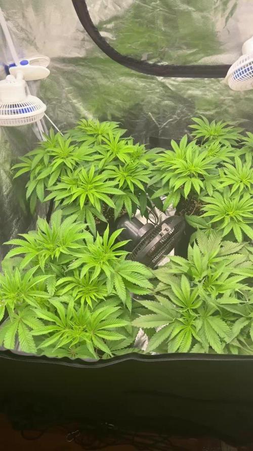 Purple punch SuperStrain/Hy-Pro 🌱