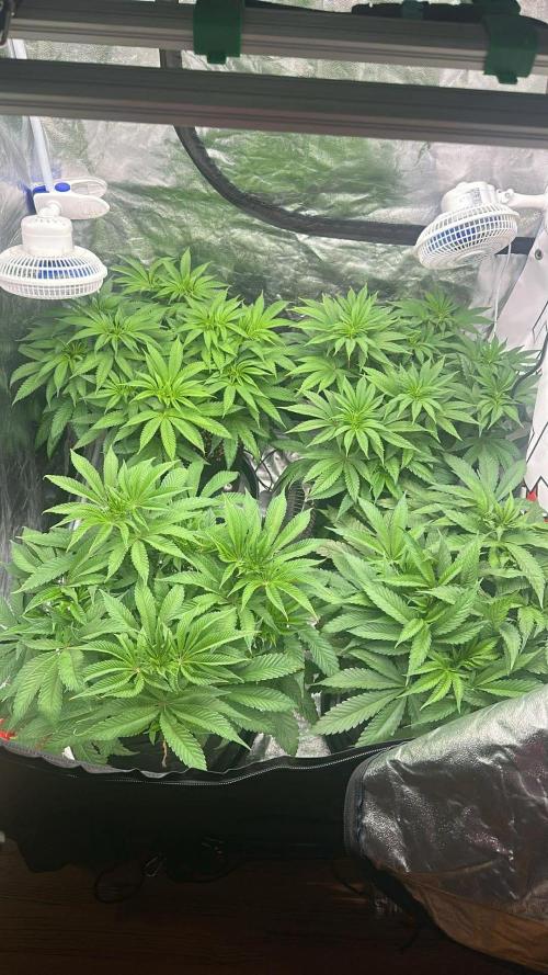 Purple punch SuperStrain/Hy-Pro 🌱. Week 7