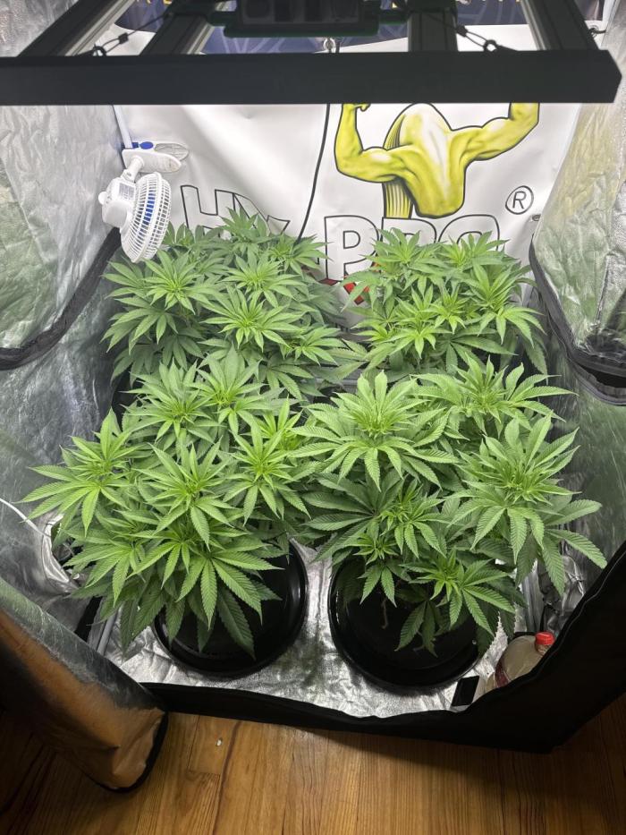 Purple punch SuperStrain/Hy-Pro 🌱. Week 8 - Day one flowering 