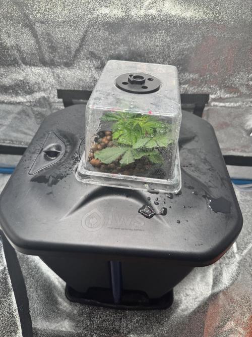 [SuperStrains]DWC Purple punch. Week 1