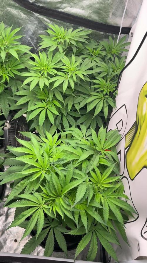 Purple punch SuperStrain/Hy-Pro 🌱