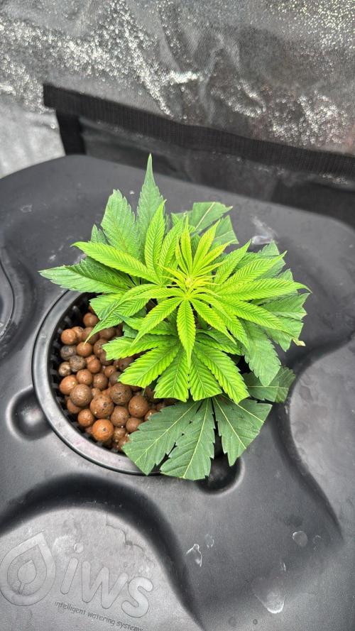 [SuperStrains]DWC Purple punch. Week 1 - She want more EC