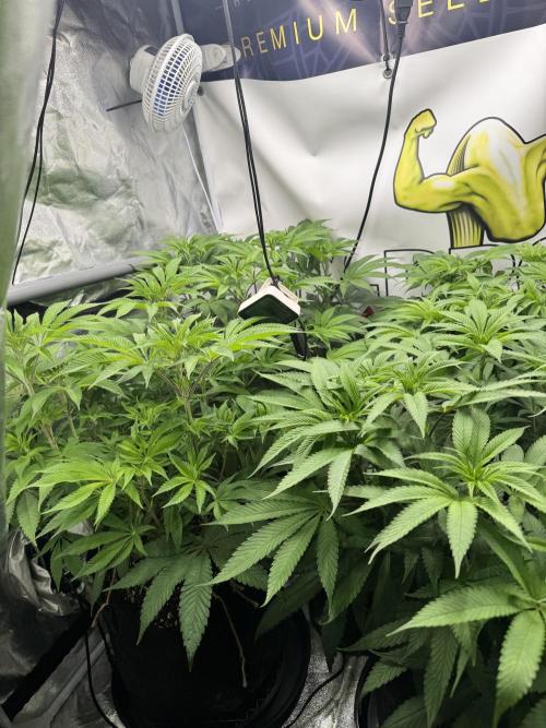 Purple punch SuperStrain/Hy-Pro 🌱. Week 8