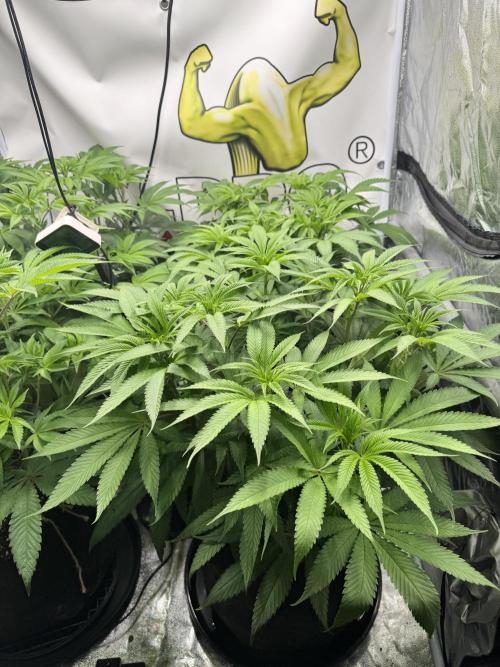 Purple punch SuperStrain/Hy-Pro 🌱. Week 8