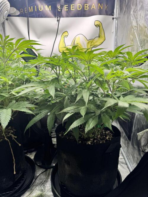 Purple punch SuperStrain/Hy-Pro 🌱. Week 8