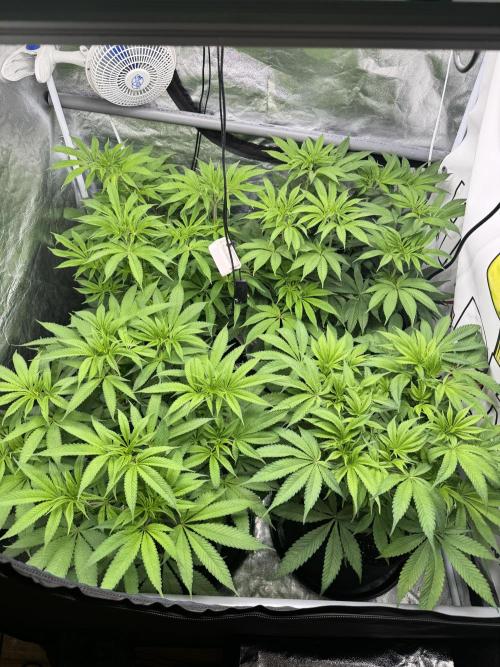 Purple punch SuperStrain/Hy-Pro 🌱. Week 8