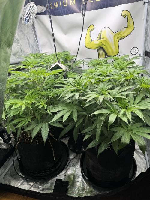 Purple punch SuperStrain/Hy-Pro 🌱. Week 8