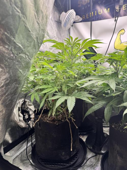 Purple punch SuperStrain/Hy-Pro 🌱. Week 8