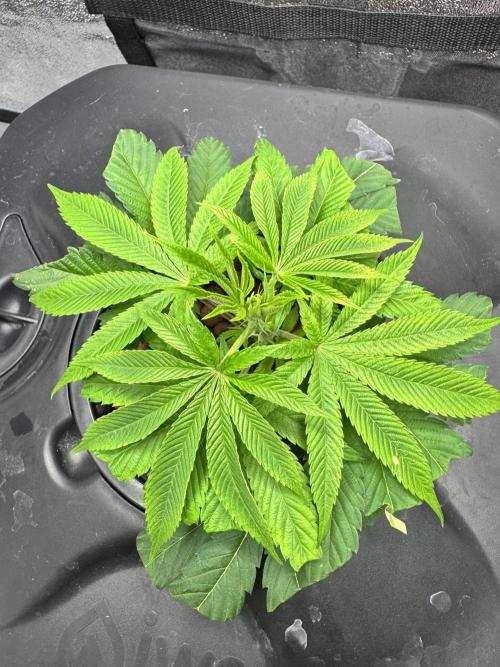 [SuperStrains]DWC Purple punch. Week 1