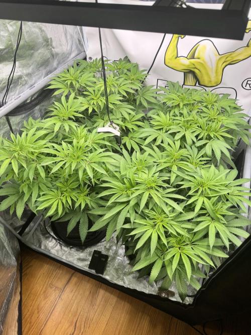 Purple punch SuperStrain/Hy-Pro 🌱. Week 9