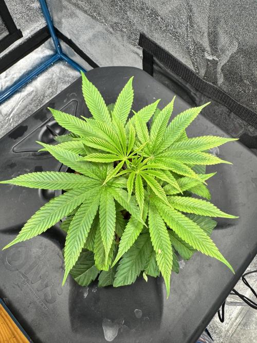 [SuperStrains]DWC Purple punch. Week 2