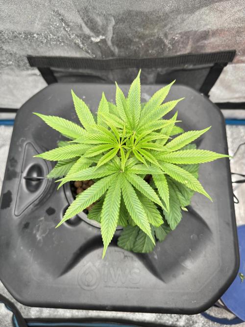 [SuperStrains]DWC Purple punch. Week 2