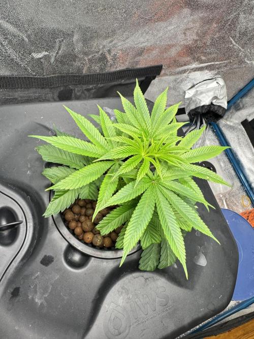 [SuperStrains]DWC Purple punch. Week 2