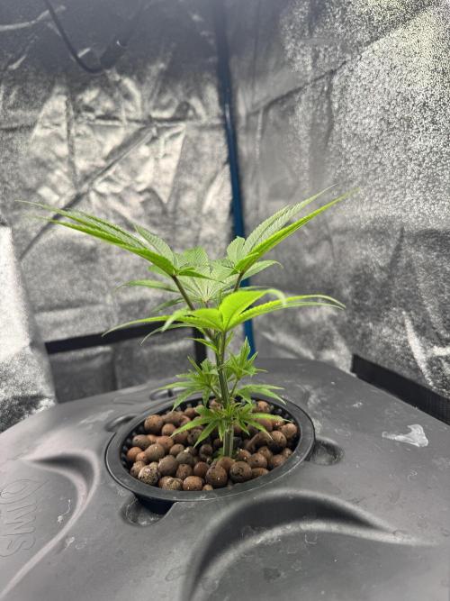 [SuperStrains]DWC Purple punch. Week 2