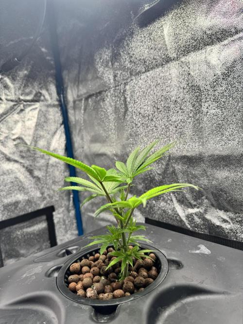 [SuperStrains]DWC Purple punch. Week 2