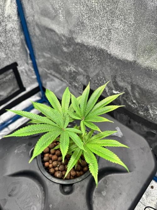 [SuperStrains]DWC Purple punch. Week 2