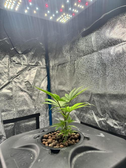 [SuperStrains]DWC Purple punch. Week 2