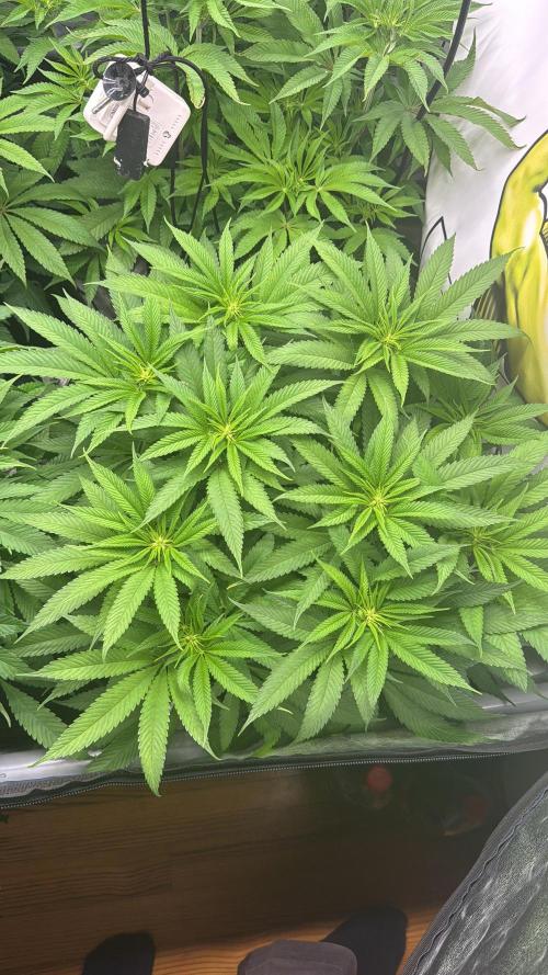 Purple punch SuperStrain/Hy-Pro 🌱. Week 9