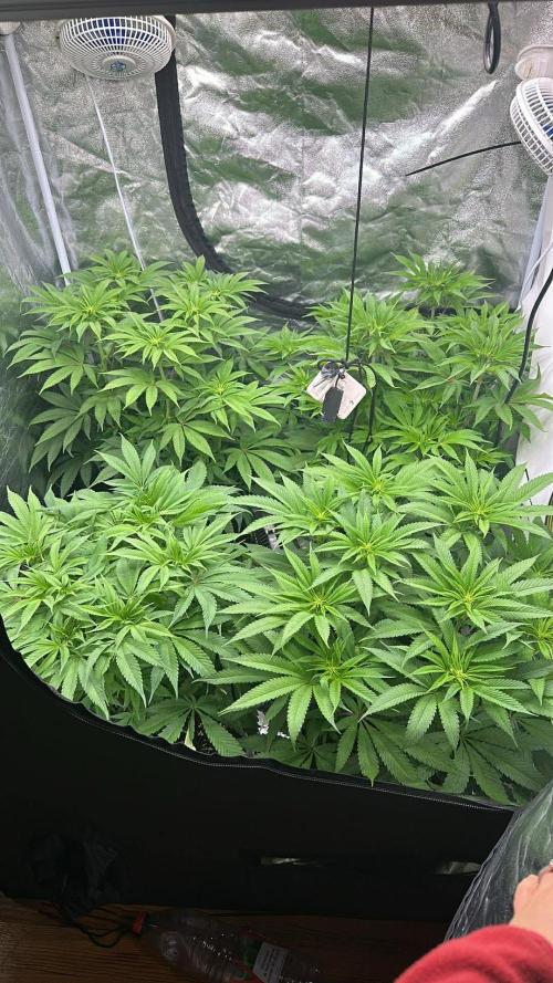 Purple punch SuperStrain/Hy-Pro 🌱. Week 9