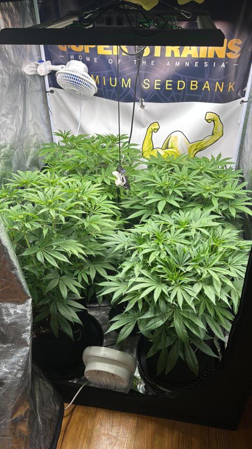 Purple punch SuperStrain/Hy-Pro 🌱. Week 9