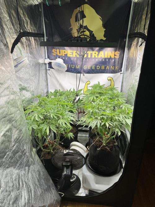 Purple punch SuperStrain/Hy-Pro 🌱. Week 9