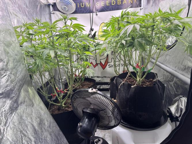 Purple punch SuperStrain/Hy-Pro 🌱. Week 9