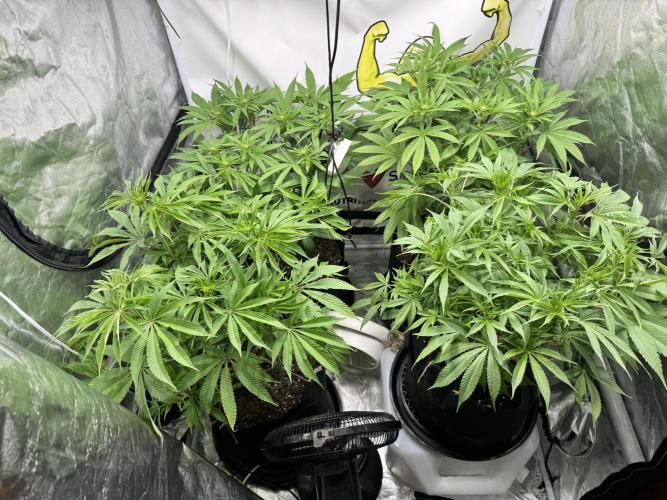 Purple punch SuperStrain/Hy-Pro 🌱. Week 9